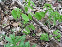 Blue Cohosh